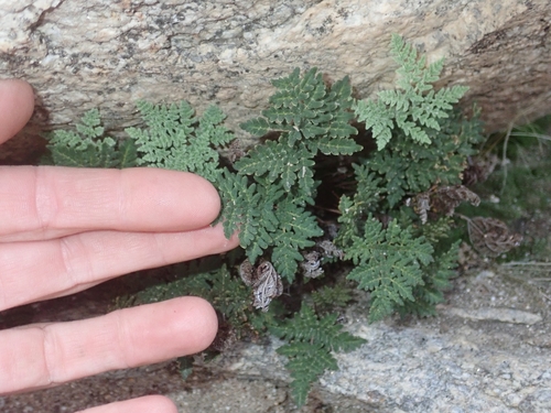 Image of Notholaena californica by (c) Jason Schock, some rights reserved (CC BY)