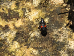 Astylus aulicus