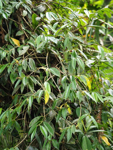 Image of Aeschynanthus Acuminatus (Aeschynanthus acuminatus) by no rights reserved