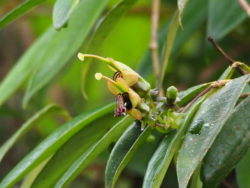 Image of Aeschynanthus Acuminatus (Aeschynanthus acuminatus) by no rights reserved