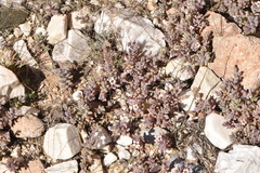 Sedum mucizonia