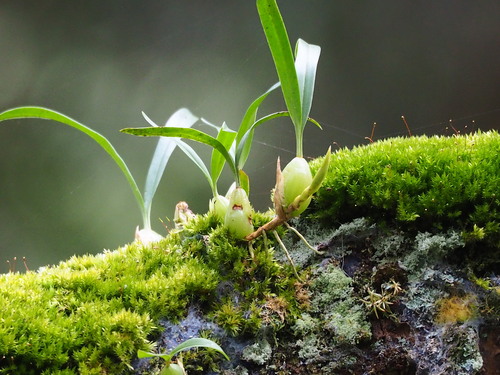 Coelogyne cantonensis, photograph 1