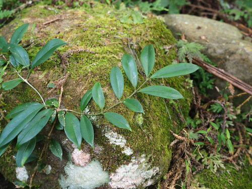 Image of Aeschynanthus Acuminatus (Aeschynanthus acuminatus) by no rights reserved