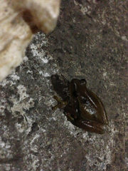 Exerodonta smaragdina