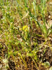 Castilleja campestris succulenta
