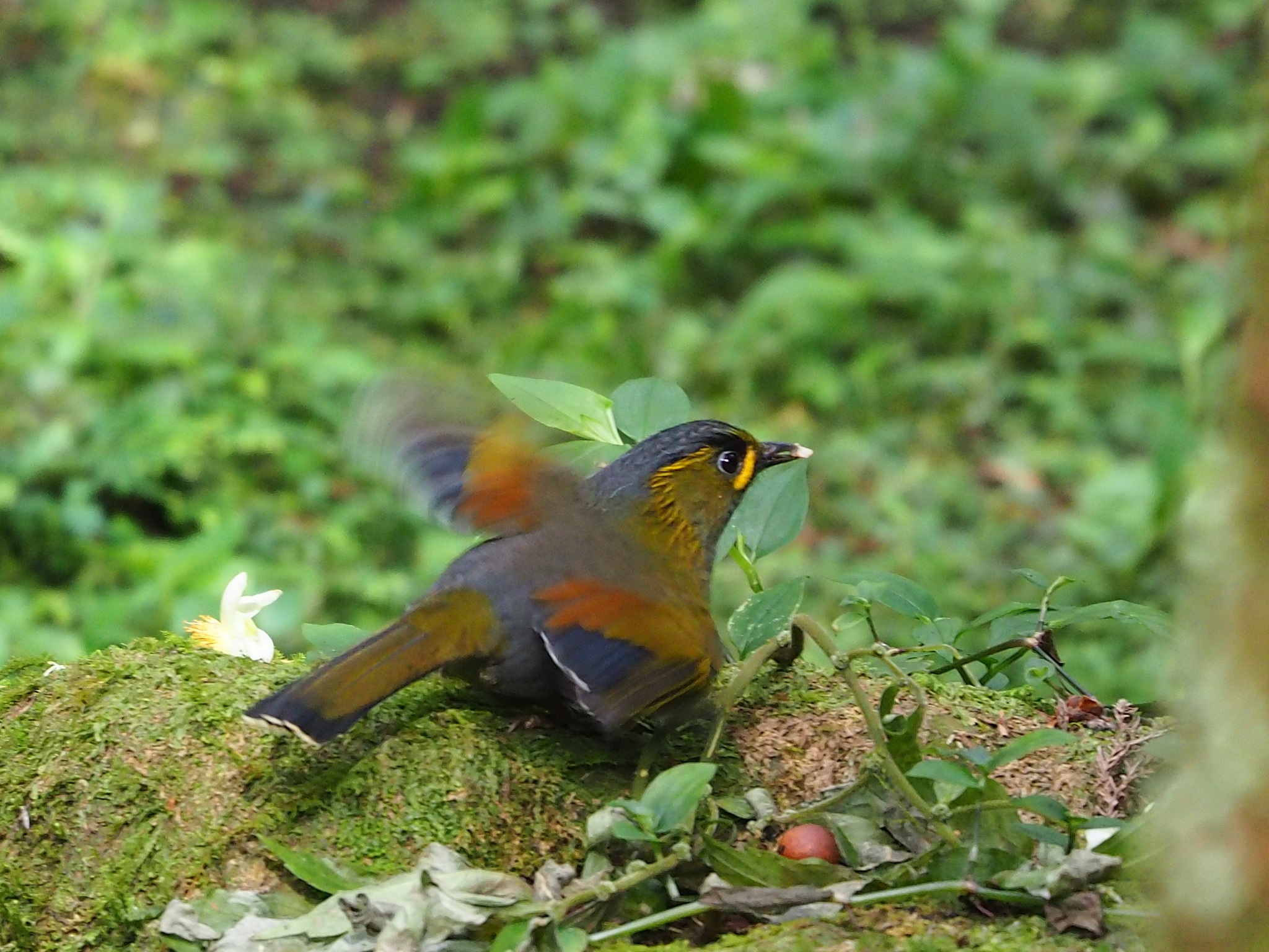 Taiwan Liocichla