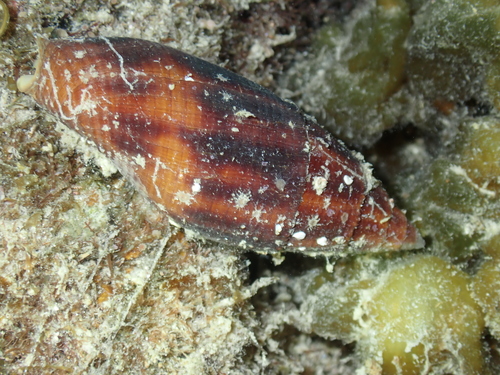 Mitra eremitarum observed 2024-03-27