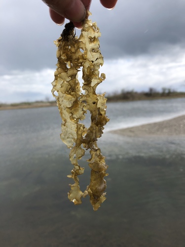 Punctaria latifolia observed 2019-04-27