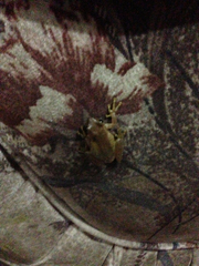 Exerodonta smaragdina