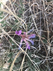Astragalus shortianus