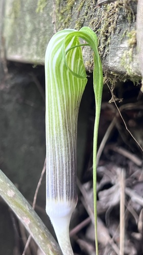Arisaema formosanum, photograph 5