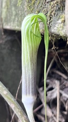 向日葵, CC BY, iNaturalist via GBIF Arisaema formosanum, photograph 向日葵, CC BY, iNaturalist via GBIF