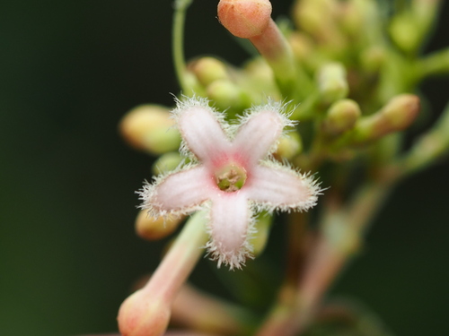 Cinchona pubescens