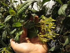 Palicourea lineariflora