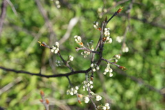 Prunus maritima