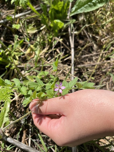 iNaturalist observation photo of musk stork's-bill