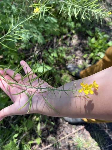iNaturalist observation photo of field mustard
