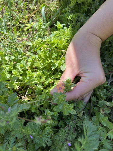 iNaturalist observation photo of scarlet pimpernel