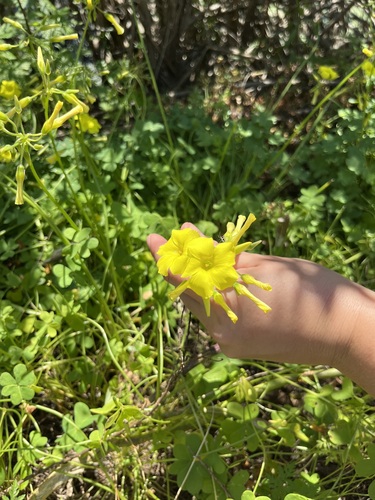 iNaturalist observation photo of Bermuda buttercup
