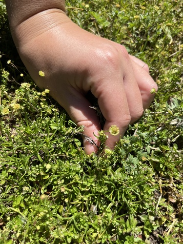 iNaturalist observation photo of Common Cotula