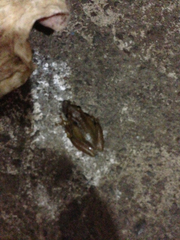 Exerodonta smaragdina