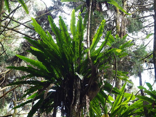 Asplenium nidus