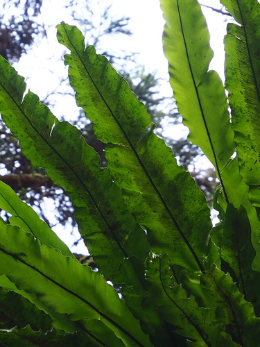 Asplenium nidus