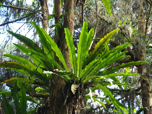 Asplenium nidus