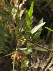 Ageratina baccharoides