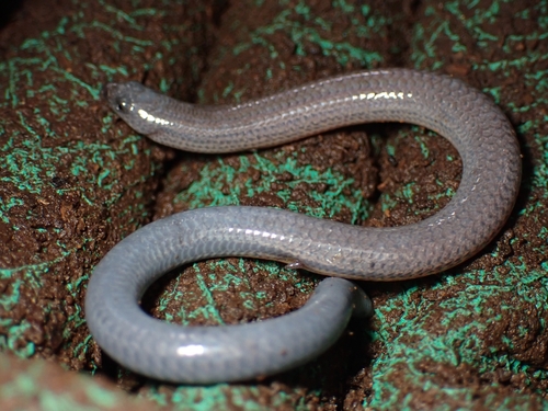 Yolk-bellied Snake-skink, Ophioscincus ophioscincus