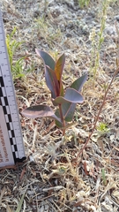 Asclepias glaucescens