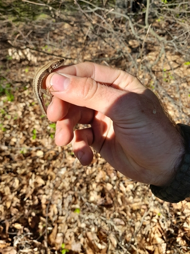 Meadow Lizard