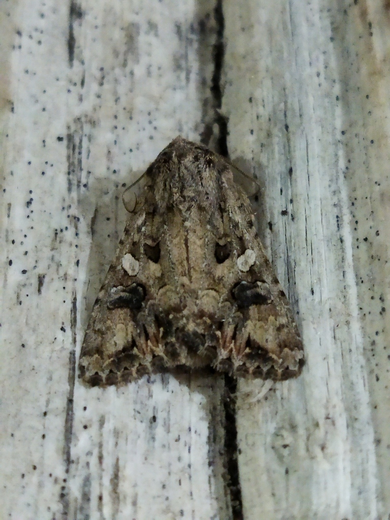 Anarta pugnax