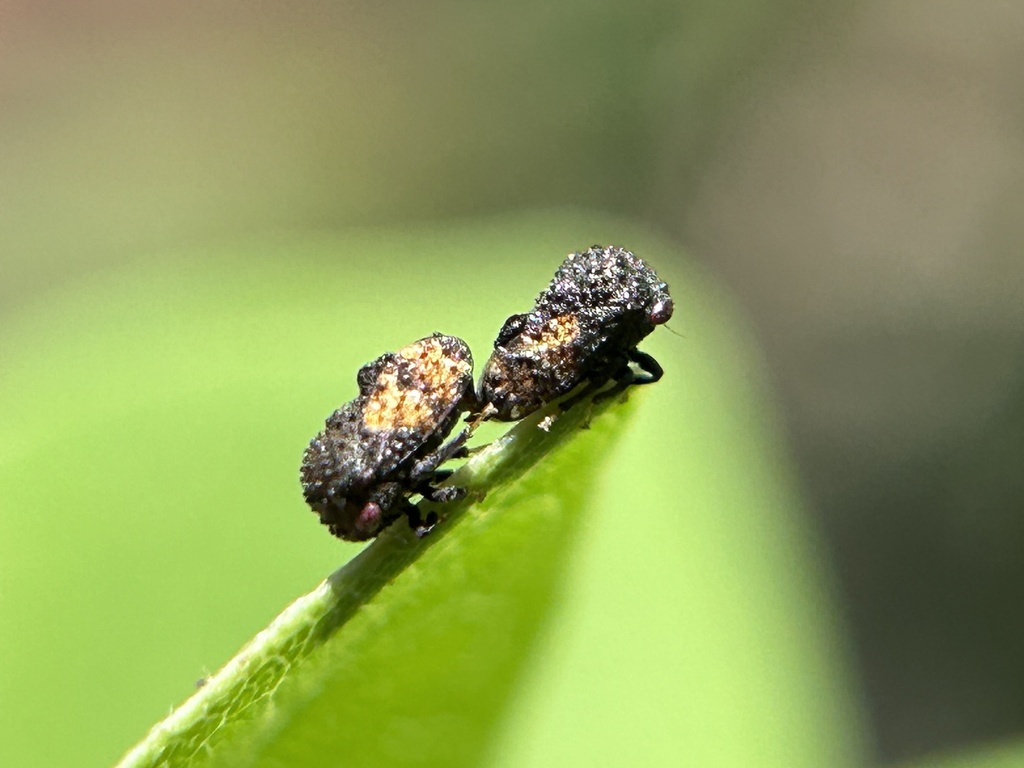 Coccosterphus decoloratus