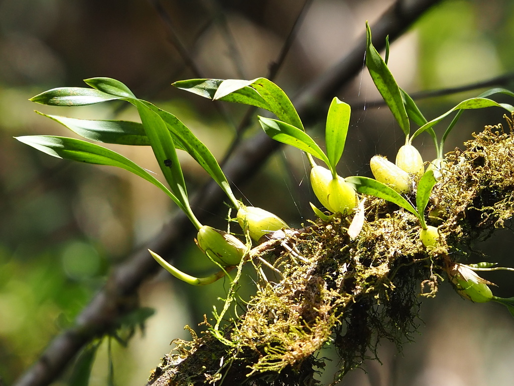 Coelogyne cantonensis