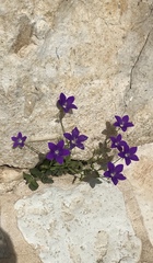 Campanula ramosissima