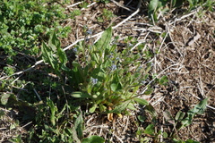 Myosotis stricta