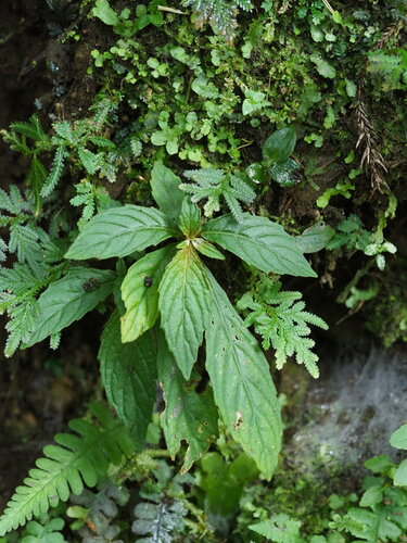Image of Rhynchotechum discolor by no rights reserved