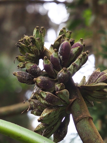 Image of Musa itinerans by no rights reserved