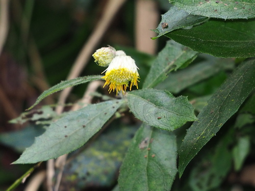 Image of Blumea megacephala by no rights reserved