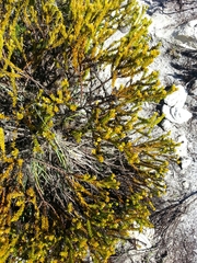 Thesium capitatum