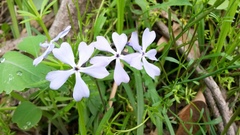 Phlox divaricata