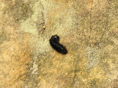 Astylus aulicus