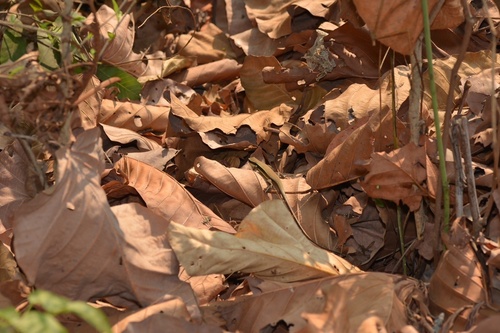 Longtail Mabuya
