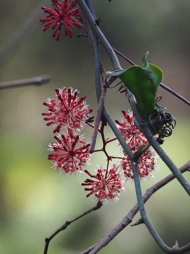 Image of Smilax bracteata by no rights reserved