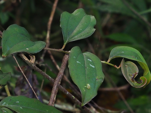 Image of Smilax bracteata by no rights reserved