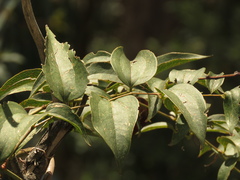 Smilax domingensis