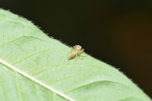 Jolly Telamonia