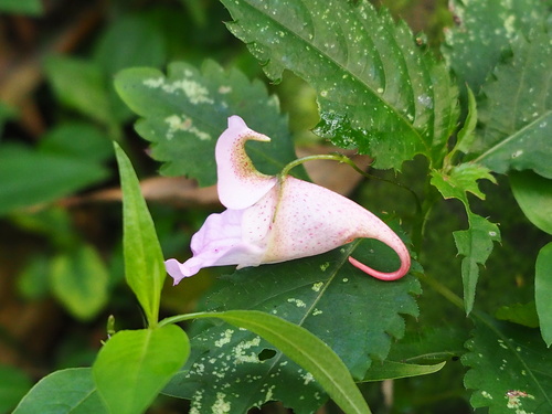 Image of Impatiens uniflora by no rights reserved