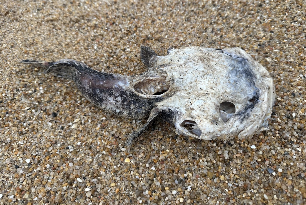 Lusitanian Toadfish